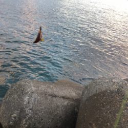 フラット、ロックフィッシュ狙いで