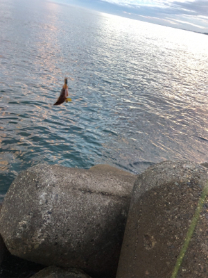 フラット、ロックフィッシュ狙いで