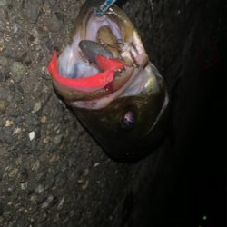 ワンオクぼっち