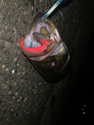 ワンオクぼっち