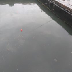 海上釣堀オーパ！！