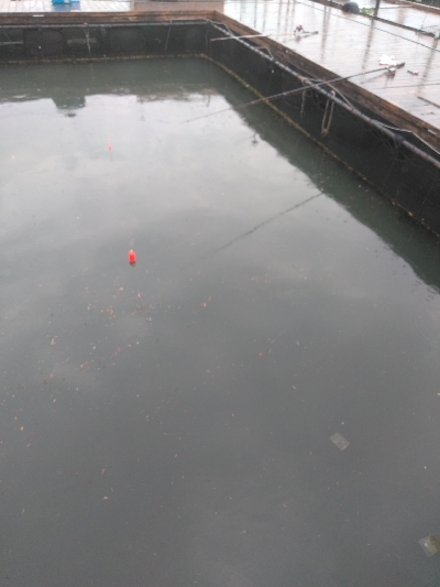 海上釣堀オーパ！！