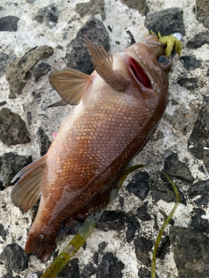 根魚パラダイス