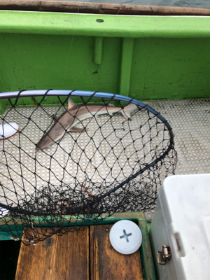 孝洋丸 落とし込み