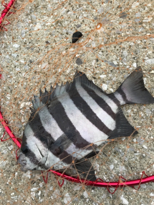 台風通過後の楽しみ！