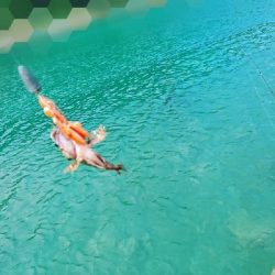 ロックフィッシュ釣行