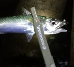 ナイトアジング