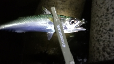 ナイトアジング