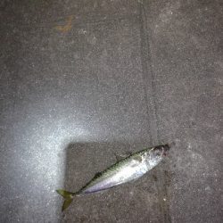 もう少しでハマチ