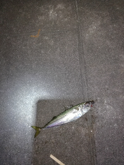 もう少しでハマチ