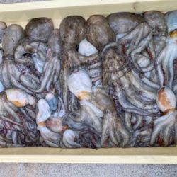 ショアタコ爆発!