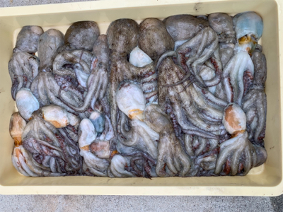 ショアタコ爆発!