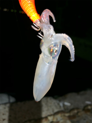 もうすぐ、ケンサキイカ⁈