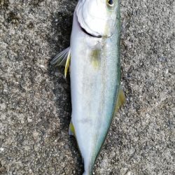 舞洲常吉大橋調査