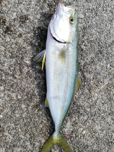 舞洲常吉大橋調査