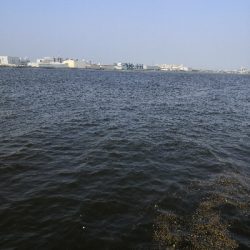 タコまとめて4kg