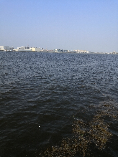 タコまとめて4kg