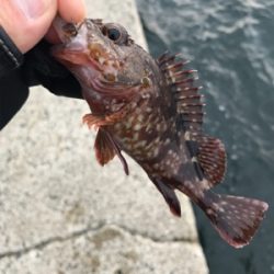 もう少しでハマチ