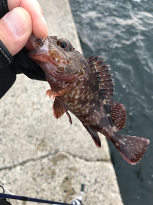 もう少しでハマチ