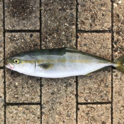 ダブルヘッダーで…