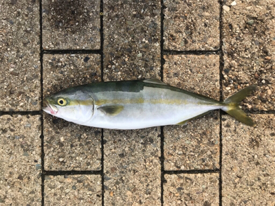 ダブルヘッダーで…