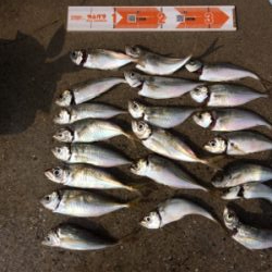 台風一過ライトゲーム