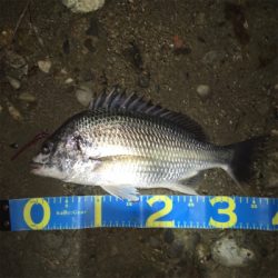 カッティングベイトのキビレグレープがどハマり