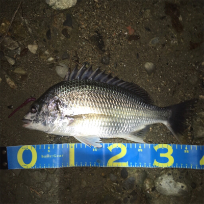 カッティングベイトのキビレグレープがどハマり