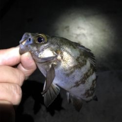 梅雨が明けてもメバリング
