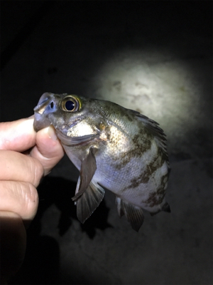 梅雨が明けてもメバリング