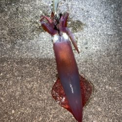 ケンサキイカ②