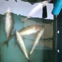 メクリアジ  純栄丸