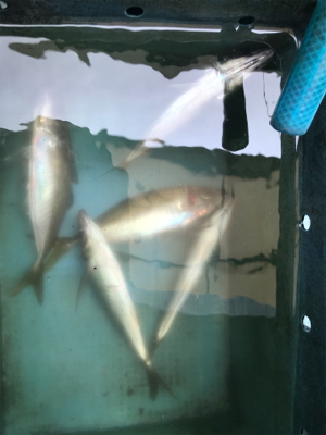 メクリアジ  純栄丸