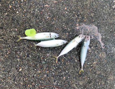 ホームグラウンドにしたい新舞子マリンパーク…