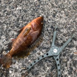 ロックフィッシュ狙い