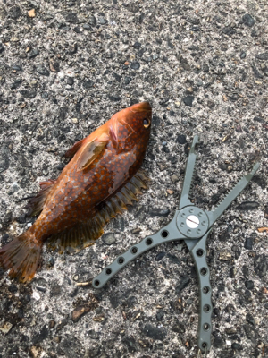 ロックフィッシュ狙い