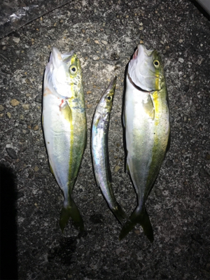 メバリングロッドでツバス