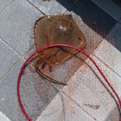 7/7釣果ツバス太刀魚セイゴ豆アジ小サバガシラアカエイエソ