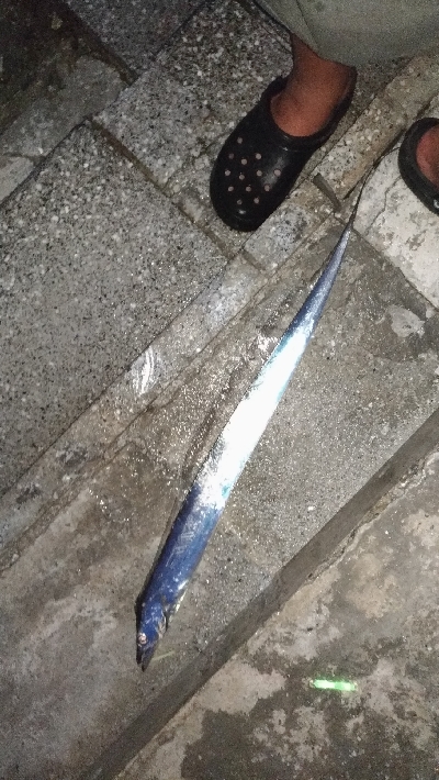 7/13釣果太刀魚でっかいアジツバス豆アジ…