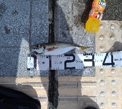 7/15釣果、デカアジ豆アジ太刀魚穴子ツバス