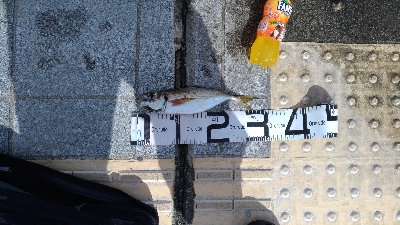 7/15釣果、デカアジ豆アジ太刀魚穴子ツバス