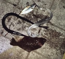 7/27釣果　ヒラメ太刀魚ダツアジ豆アジ