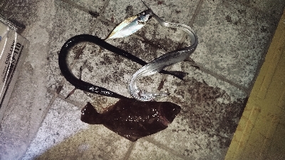 7/27釣果　ヒラメ太刀魚ダツアジ豆アジ