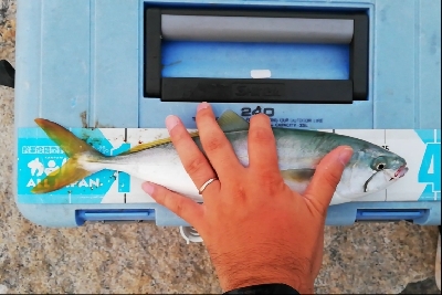 シャローエリアで一投目から…