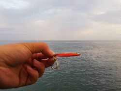 ツバス回って来ました