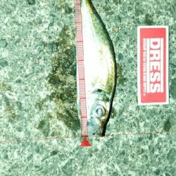 アジングっぽくなった！