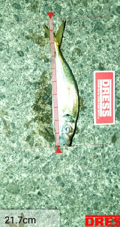 アジングっぽくなった！