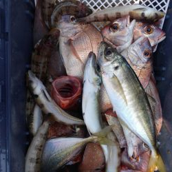 泉州丸さんで五目