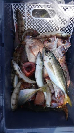 泉州丸さんで五目