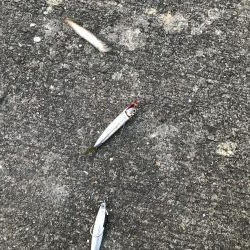 ツバス釣れず…